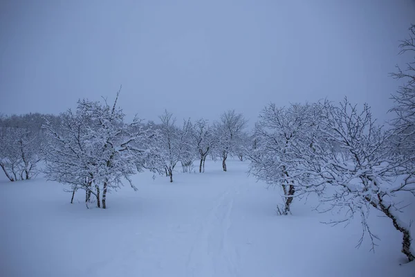 フィンランド ラップランドのヌオルガムにある雪の木と森 — ストック写真