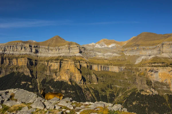 Chamois Autunno Ordesa Parco Nazionale Del Monte Perdido Spagna — Foto Stock