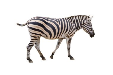 Beyaz arka planda izole edilmiş güzel bir zebra. kırpma yolları ile. 