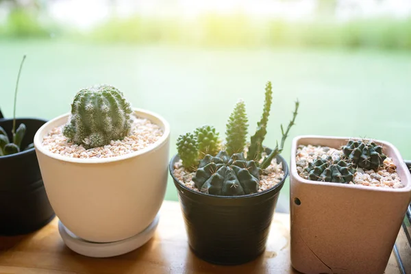 Cactus in the pots beautiful interior object placed by the window with sunlight.