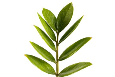 Zanzibar 'ın yeşil yaprakları beyaz arka planda izole edilmiş. kırpma yolları ile.