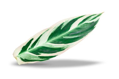 Alternatif yeşil ve beyaz çizgiler beyaz arkaplanda izole edilir. kırpma yolları ile.