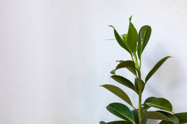 Beyaz duvarda yeşil yaprakları olan plastik incir fitili. Popüler Hava Arındırıcı Ağaçları.