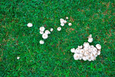 Yeşil çimlerin üzerinde büyüyen mantarların üst görüntüsü.