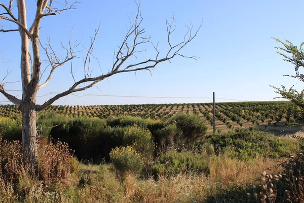 País Toscano Perto Orbetello Itália — Fotografia de Stock