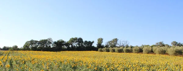 País Toscano Cerca Orbetello Italia — Foto de Stock