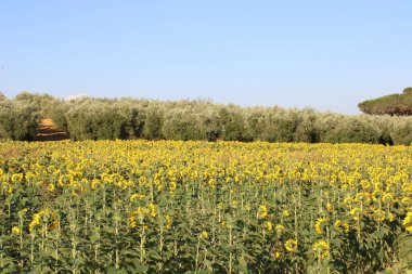 Orbetello, İtalya yakınlarındaki Toskana ülkesi.