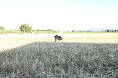 Bahçedeki mutlu siyah labrador
