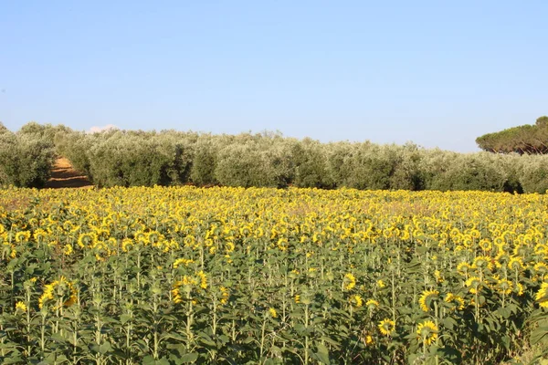 País Toscano Perto Orbetello Itália — Fotografia de Stock