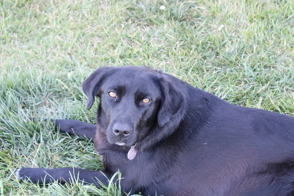 Szczęśliwy Czarny Labrador Ogrodzie — Zdjęcie stockowe