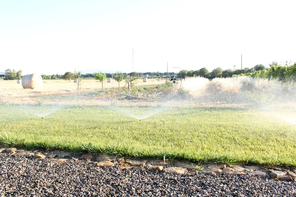 Lawn irrigation system. Spraying water on the lawn in very hot weather.