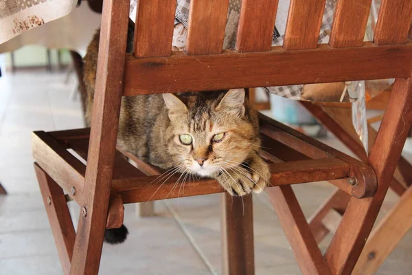 Sömnig Katt Liggande Stol Nära Trädgården — Stockfoto