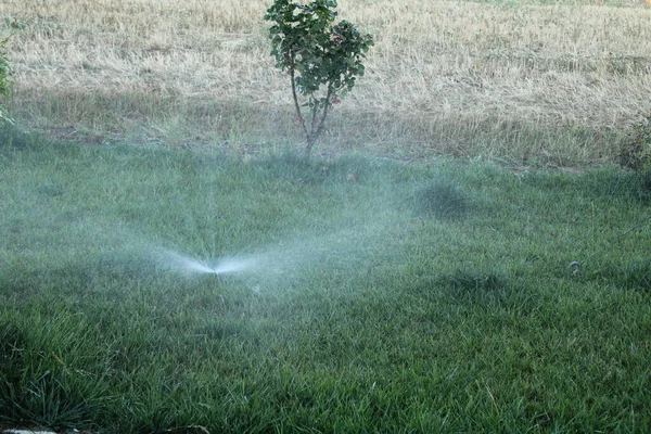 Gräsmatta Bevattningssystem Spraya Vatten Gräsmattan Mycket Varmt Väder — Stockfoto