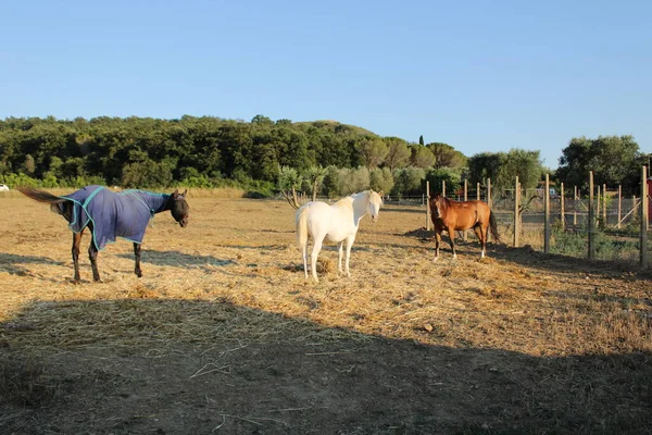 Cavalo Branco Marrom País Toscano — Fotografia de Stock