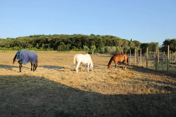 Wit Bruin Paard Toscaans Land — Stockfoto