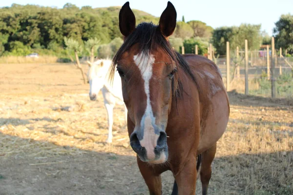 Cavalo Castanho País Toscano Close — Fotografia de Stock
