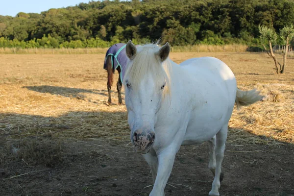 White Horse Twilight Tuscan Country Close — Stock Photo, Image