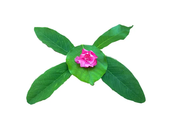 Yapraklar ve çiçekler bu şekilde yere düştü..