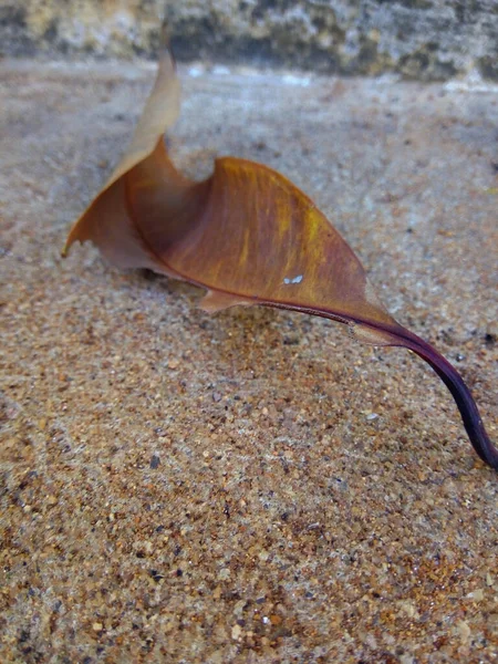 Kuru yaprak yere ya da yere düştü..
