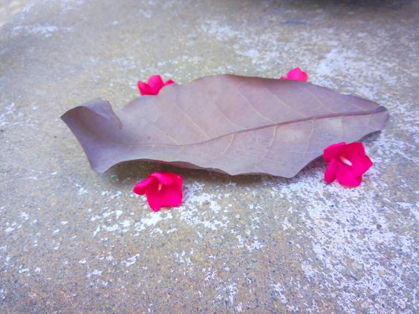 Folha Seca Com Flores Vermelhas Caídas Chão — Fotografia de Stock