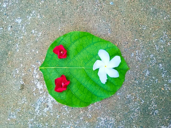 Hojas Flores Caídas Suelo — Foto de Stock