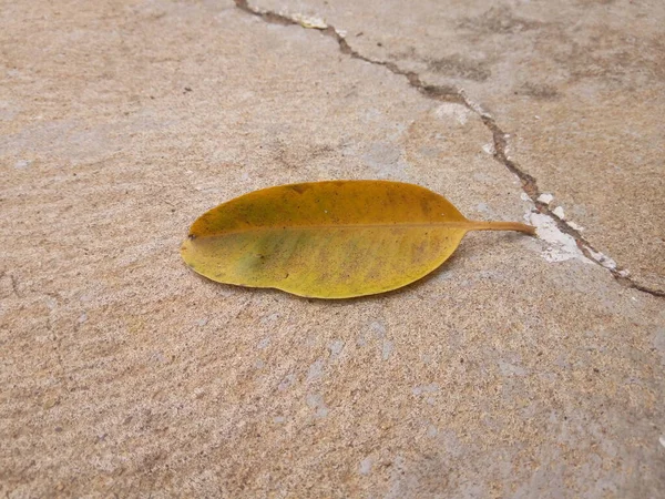 kuru yaprak yere düştü.