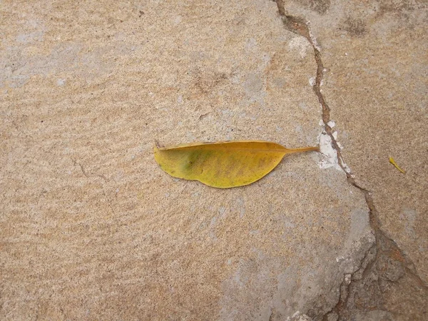 Kuru sarı yaprak yere düştü.