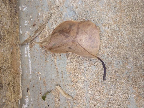 Yere düşen kuru yaprak ya da çimento