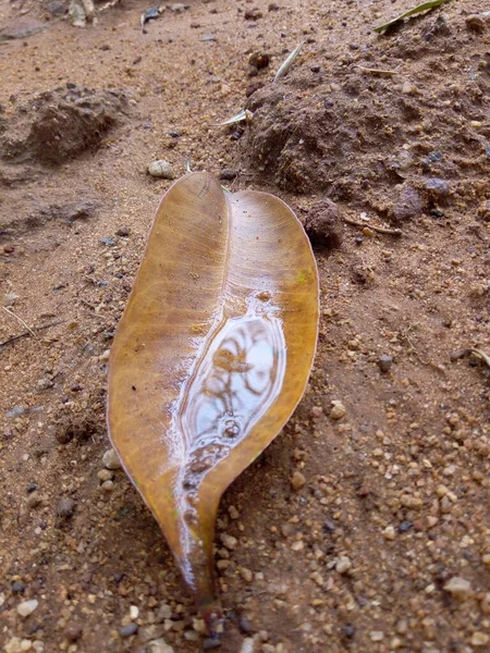 Kuru yaprak ve yağmur mevsiminde yağmur mevsiminde sabah yere ya da yere düştü.