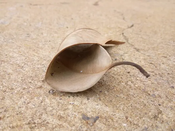 Kurumuş yaprak yere düştü.