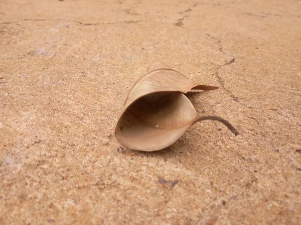 kuru yaprak yere düştü.