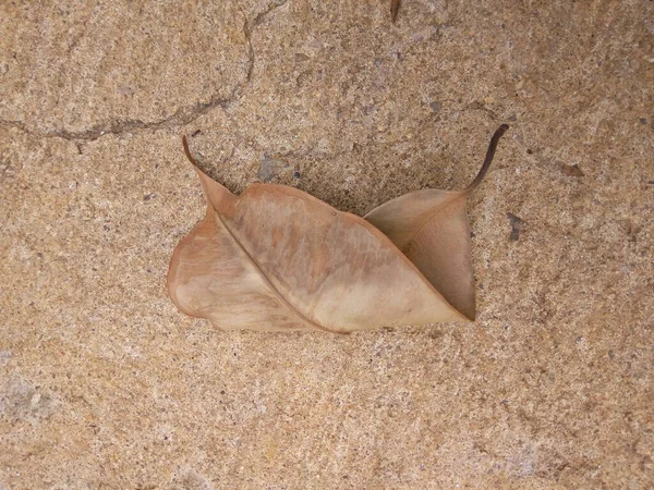 kuru yaprak yere düştü.