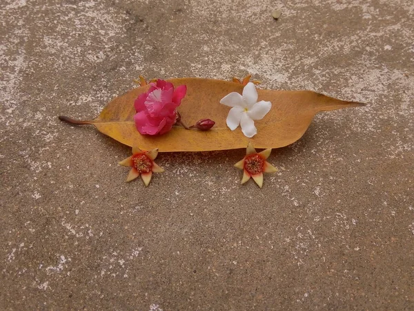 Kuru yapraklar ve çiçekler yere ya da yere düştü.