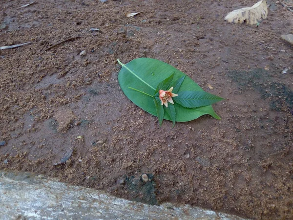 Yaprak ve çiçekler yere düştü, ya da yeşil yaprak, ve nar akıntıları yere düştü..