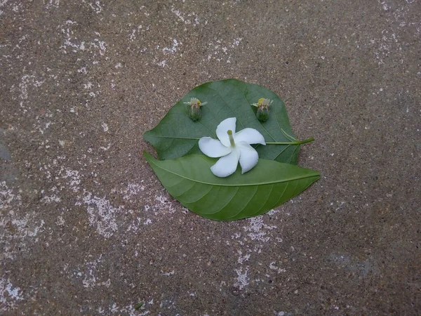 Çiçekler ve yapraklar yere düşer, ya da gülen doğa, ya da gülen yüz..