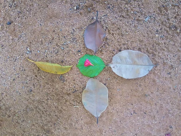 Yapraklar yere düştü..