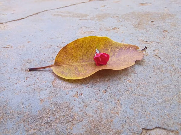 Yaprak düştü ve çiçek yere düştü..