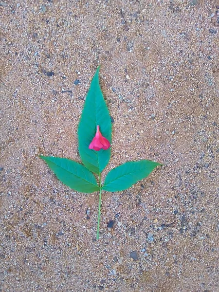 Yaprak ve çiçek yere düştü ya da bahçenin zeminine.