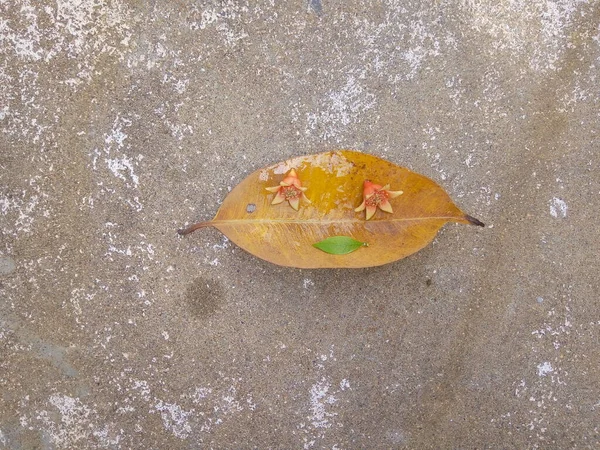 kuru yaprak yere düştü. 