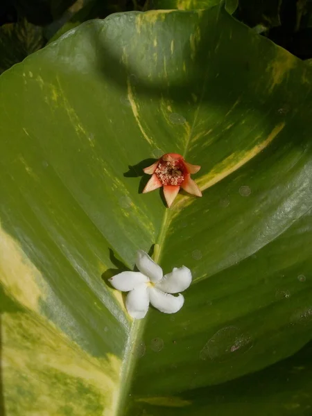 Yaprak ve çiçekler, yaprakların üzerine düşen çiçekler..