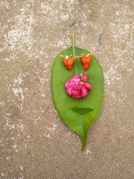 Yaprak ve çiçekler, ya da bir yaprağın yüzü, ya da doğal sanat..