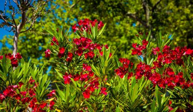 Parlak güneşte kırmızı manolya çiçekleri