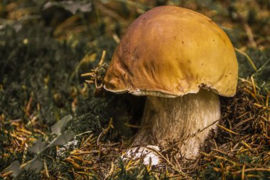 Yaz ormanında vahşi mantarlar