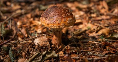 Yaz ormanında vahşi mantarlar