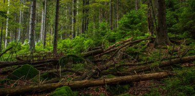 Sumava Milli Parkı 'nda doğa