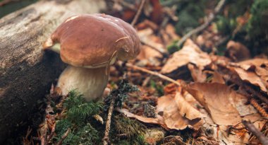 Ormanda yabani mantar