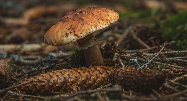 Sala Musgo Salvaje Bosque Verano — Foto de Stock