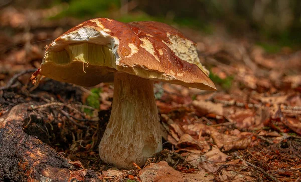 Setas Silvestres Bosque — Foto de Stock