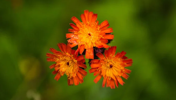 Schöne Sommerblume Aus Dem Wald — Stockfoto
