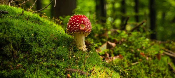 Fungo Selvatico Nella Foresta — Foto Stock